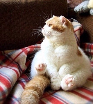 котэ176.jpg
