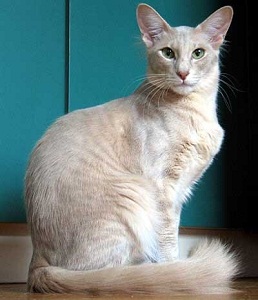 яванская кошка2.jpg