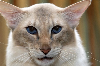 яванская кошка1.jpg