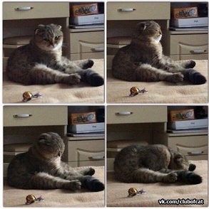 кот3.jpg