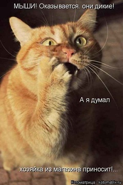 кот5.jpg