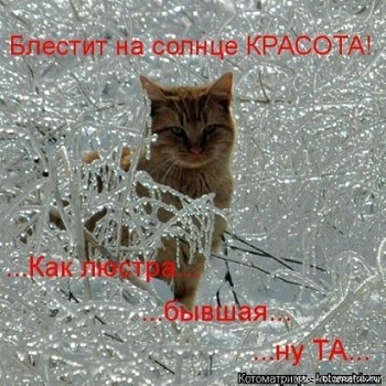 кот6.jpg