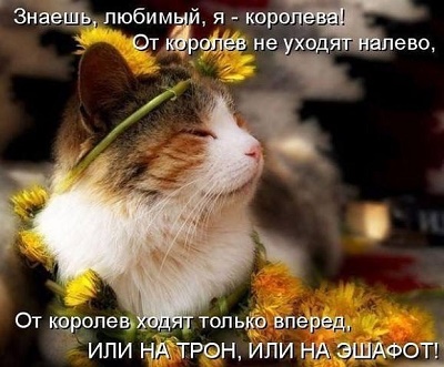 кот10.jpg