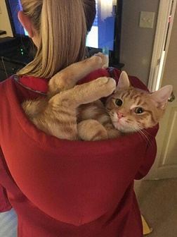 кот12.jpg