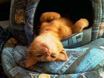 кот14.jpg