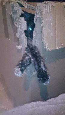 кот15.jpg