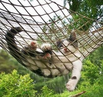 кот и гамак3.jpg