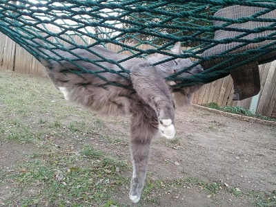 кот и гамак4.jpg