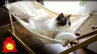 кот и гамак6.jpg